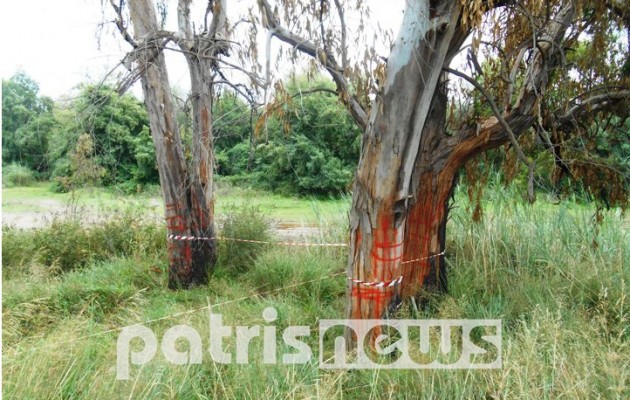 Δηλητηρίασαν ευκαλύπτους στις όχθες του Αλφειού – Τους ήθελαν για καυσόξυλα;