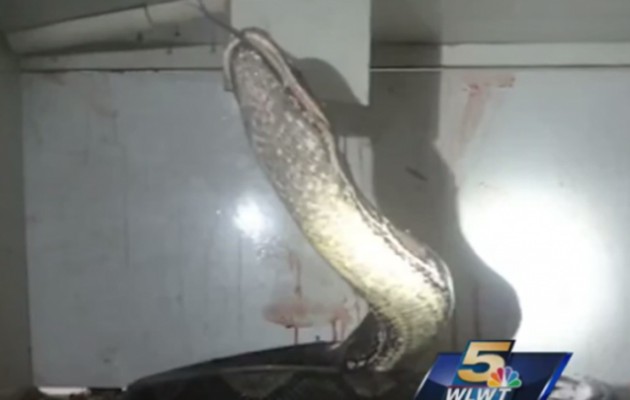 Πύθωνας “κατάπιε” ιδιοκτήτη καταστήματος κατοικίδιων ζώων (βίντεο)