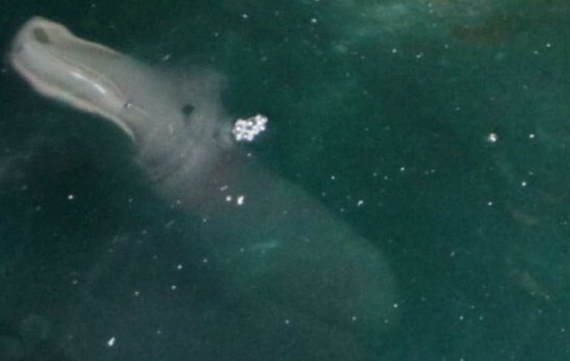Τουρίστας φωτογράφισε τυχαία, μυστηριώδες θαλάσσιο πλάσμα στην Κέρκυρα! (φωτο)