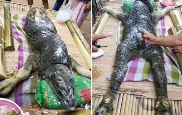 Βουβάλι με κεφάλι κροκόδειλου γεννήθηκε στην Ταϊλάνδη (βίντεο + φωτο)