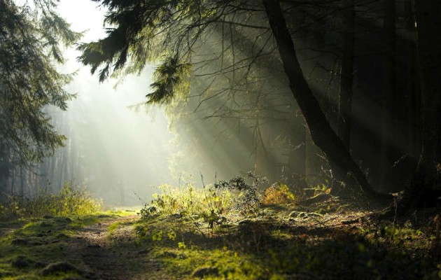 Απίστευτο! Το έδαφος «αναπνέει» σε δάσος του Καναδά! (βίντεο)