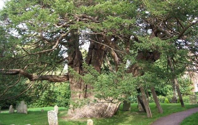 Αρχαίο δένδρο 1.300 ετών βρέθηκε στην Κίνα
