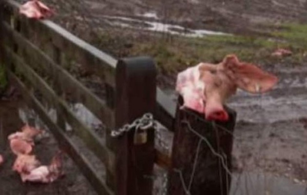 Στην Ολλανδία υποδέχτηκαν πρόσφυγες με … κομμένα κεφάλια γουρουνιών (βίντεο)
