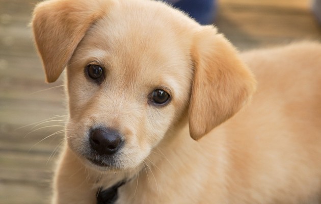 Κακοποίησε τον σκύλο του μέχρι θανάτου