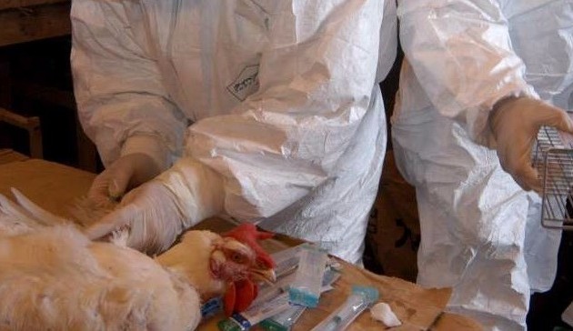 Η Γρίπη των Πτηνών χτύπησε στη Γαλλία