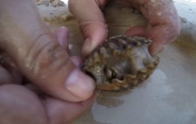 Δεν θα το πιστέψεις τι ξεπετάχτηκε μέσα από αυτό το μικρό όστρακο! (βίντεο)