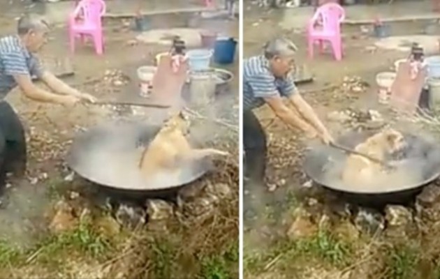 Πλάνα ΣΟΚ – Κινέζος μαγειρεύει (βράζει) ΖΩΝΤΑΝΟ σκύλο! – Απόλυτη φρίκη