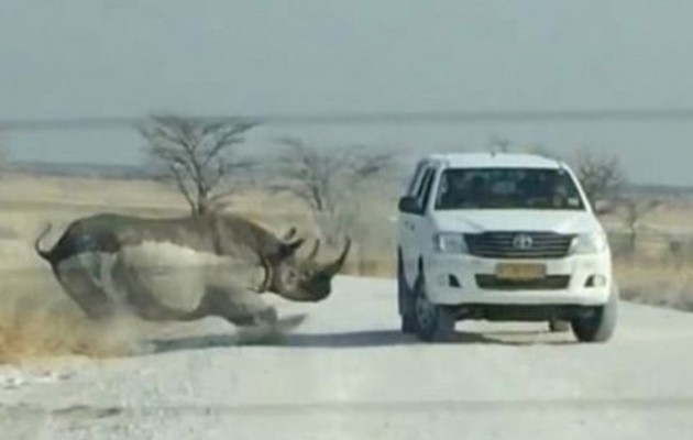 Ρινόκερος επιτέθηκε σε τουρίστες στη Ναμίμπια (βίντεο)