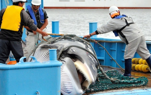 Οι Ιάπωνες συνεχίζουν να σφάζουν φάλαινες δήθεν για την επιστήμη