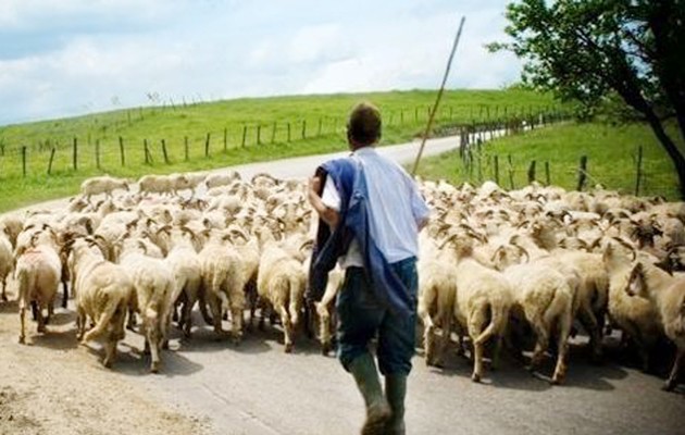 Έκτακτη ενίσχυση σε κτηνοτρόφους – Ποιοι οι δικαιούχοι