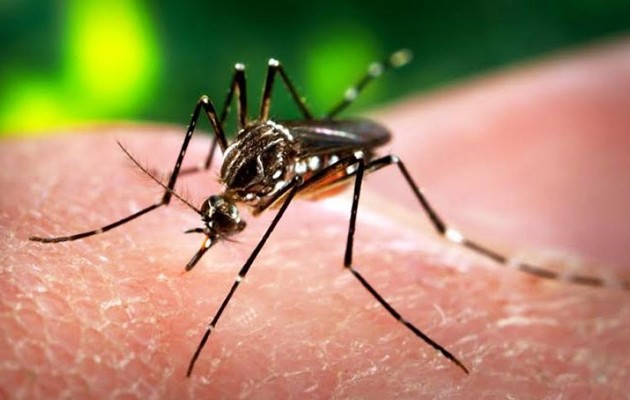 Γάλλοι ερευνητές: Ο ιός Ζίκα μπορεί να προκαλέσει οξεία μυελίτιδα