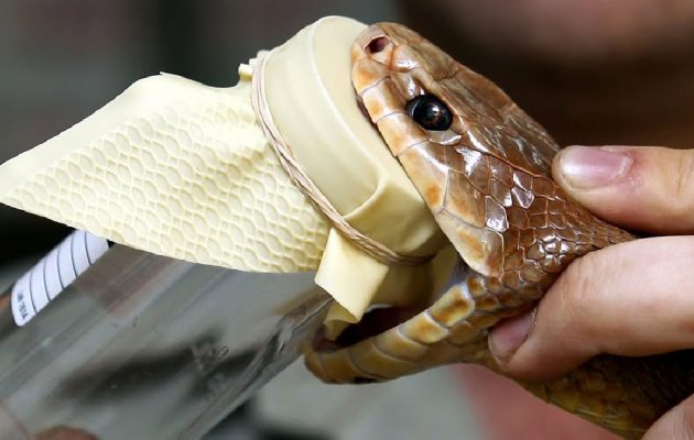 Πως γίνεται το αίμα με μια σταγόνα δηλητήριο από φίδι; (βίντεο)