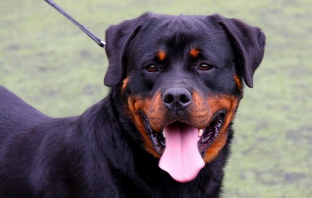 Ανατριχιαστική η ιατροδικαστική έκθεση για τα δαγκώματα των Ροτβάιλερ