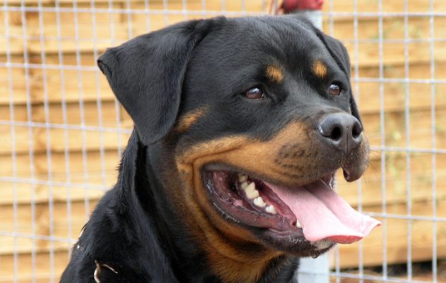 Ποινική δίωξη για ανθρωποκτονία εξ αμελείας στον ιδιοκτήτη των ροτβάιλερ