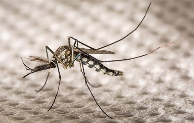 Γενετικά τροποποιημένα κουνούπια στη μάχη κατά του ιού Ζίκα