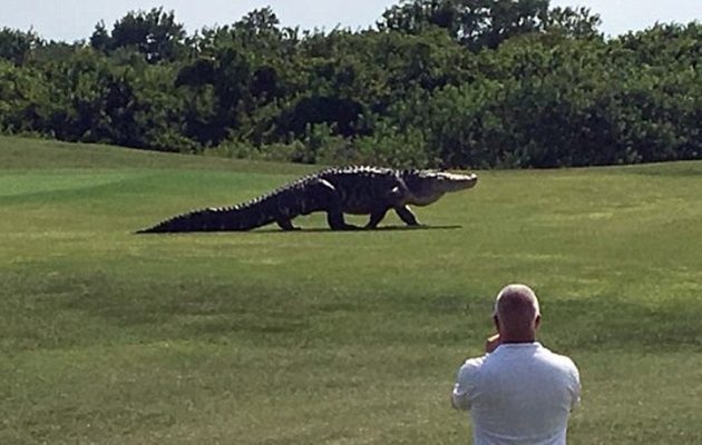 Αλιγάτορας 4,5 μέτρα βγήκε βόλτα σε γήπεδο γκολφ! (βίντεο)