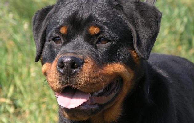 Τα Ροτβάιλερ ήταν επικίνδυνα πριν σκοτώσουν το παιδί λέει το πόρισμα