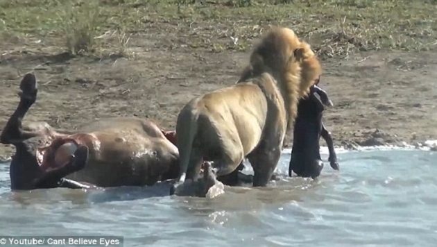Λιοντάρι σέρνει το αγέννητο μωρό βουβαλιού που μόλις έχει σκοτώσει! (βίντεο)
