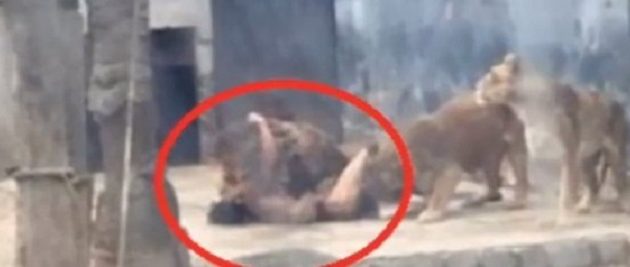 Έπεσε κυριολεκτικά στον λάκκο των λεόντων για να αυτοκτονήσει! (βίντεο)