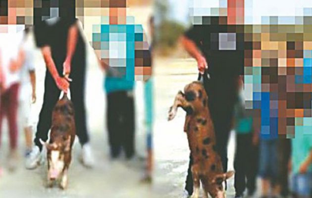 Κύπριοι κάφροι βασάνισαν γουρουνάκι για να παίξουν (βίντεο)