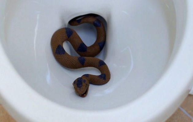 Πύθωνας δάγκωσε το πέος του άνδρα που καθόταν στη λεκάνη! (βίντεο)