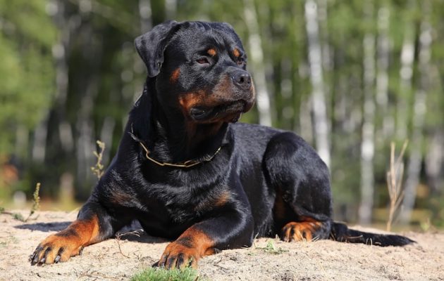 Φρίκη από τις λεπτομέρειες για το πώς τα Ροτβάιλερ σκότωσαν το παιδί (βίντεο)