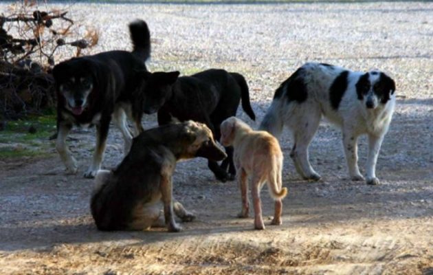Ηγουμενίτσα: 67χρονος έριχνε φόλες σε σκυλιά – Του πέρασαν χειροπέδες