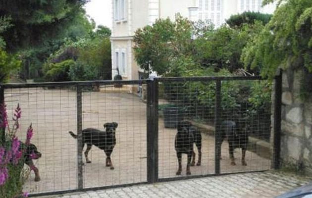 Θανατώθηκαν 4 από τα σκυλιά της αγέλης που κατασπάραξαν τον 5χρονο στην Κοζάνη