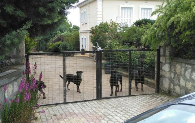 Πήραν από τον 72χρονο όλα τα ροτβάιλερ μετά την φονική επίθεση στον 5χρονο