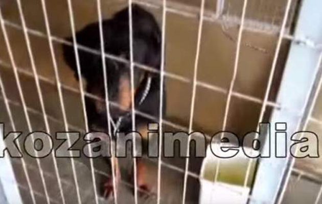 Aυτά είναι τα δύο σκυλιά που κατασπάραξαν τον 5χρονο στη Κοζάνη (βίντεο)