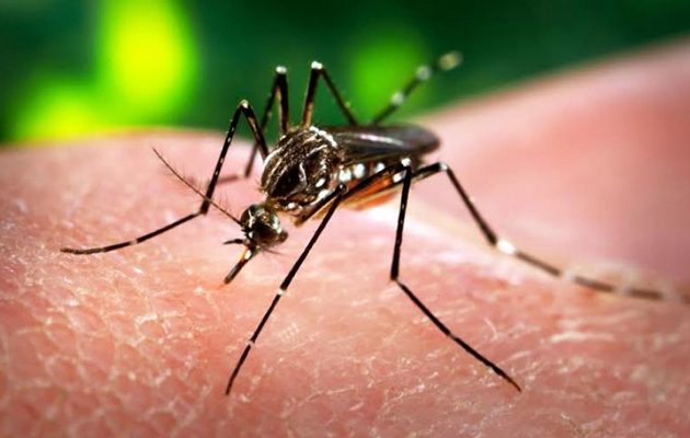 Ο ΠΟΥ προειδοποιεί για εξάπλωση του ιού Ζίκα στην Ευρώπη