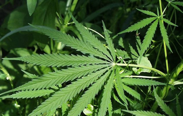 73χρονη μάνα και γιος καλλιεργούσαν κάνναβη αλλά τους συνέλαβαν