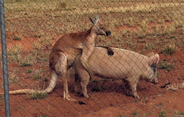 Καγκουρό σε παράκρουση… ζευγαρώνει με γουρούνι (φωτογραφίες)
