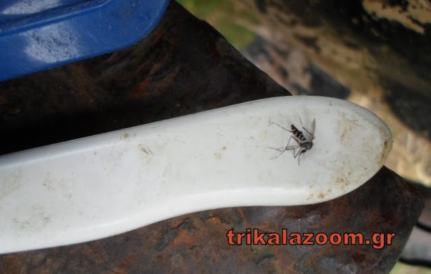 Πανικός στα Τρίκαλα – Κουνούπια τίγρεις επιτέθηκαν σε πολίτη