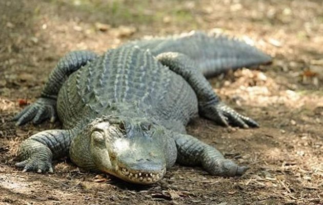 Σοκ στις ΗΠΑ: Κροκόδειλοι έτρωγαν άνθρωπο στη Φλόριντα
