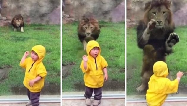 Λιοντάρι όρμησε σε δίχρονο αγόρι! (βίντεο)