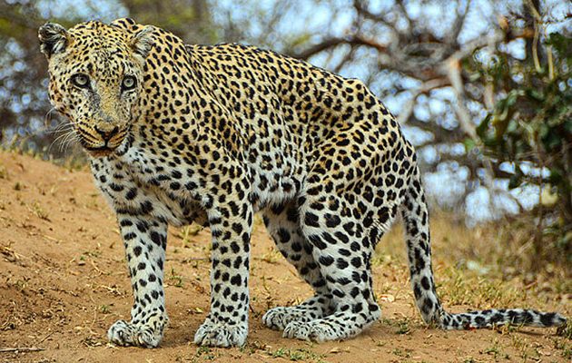 Λεοπάρδαλη κατασπάραξε 12χρονη στην Ινδία