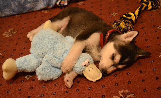 Οργή για τη σελίδα “Θάνατος στα ζώα – η επιστροφή”