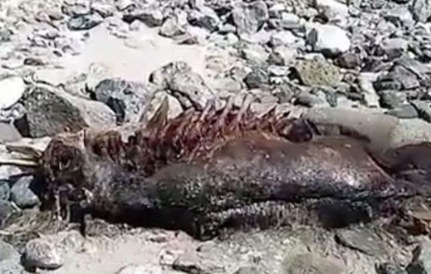 Περίεργο ανθρωπόμορφο πλάσμα με κέρατα και ουρά σε ακτή του Μεξικού (βίντεο)