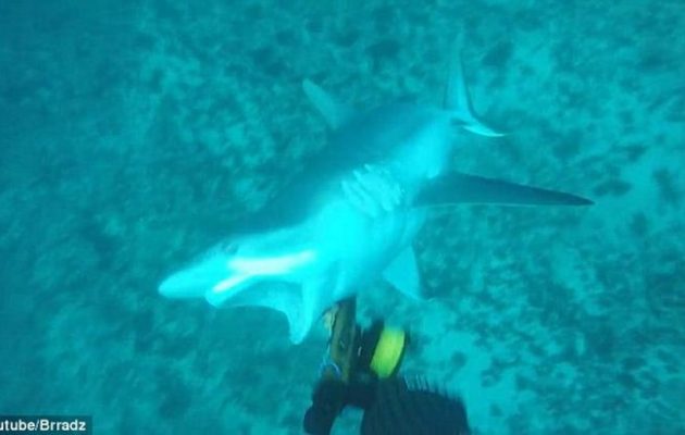 ΣΟΚ! Δύτης δέχτηκε επίθεση καρχαρία και την κατέγραψε σε βίντεο