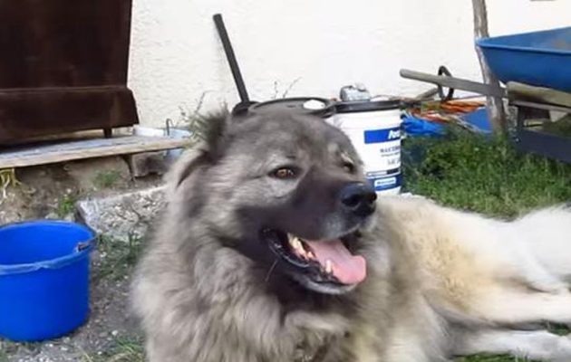 Σκυλιά επιτέθηκαν σε τεχνικό στη Κομοτηνή – Σοβαρή η κατάστασή του