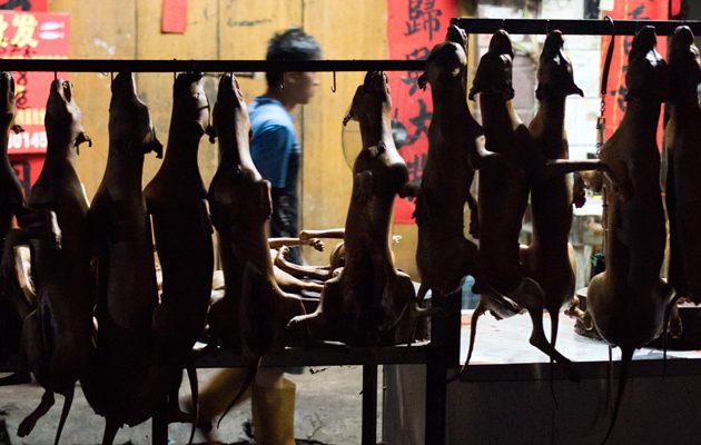 Φρίκη: Βασανίζουν και τρώνε σκυλιά σε φεστιβάλ στην Κίνα (βίντεο)
