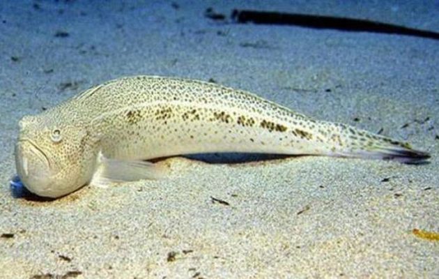 Δράκαινα δάγκωσε στο λαιμό 15χρονο