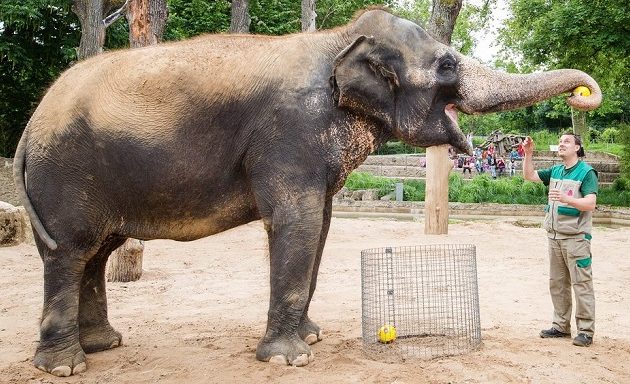 Η ελεφαντίνα διάλεξε τον νικητή του Euro! (βίντεο)
