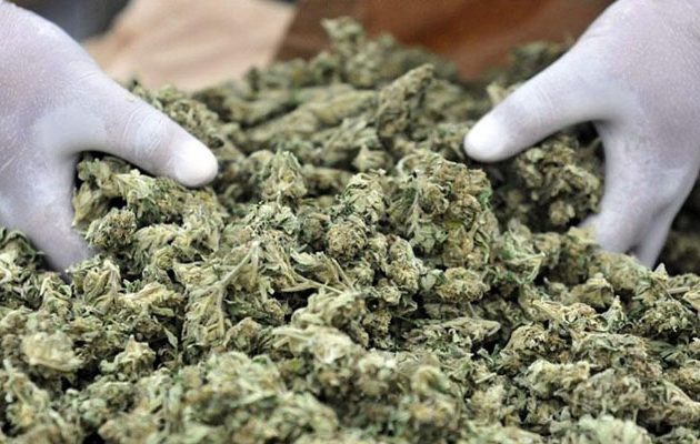 Η ολλανδική βουλή νομιμοποίησε την καλλιέργεια μαριχουάνας