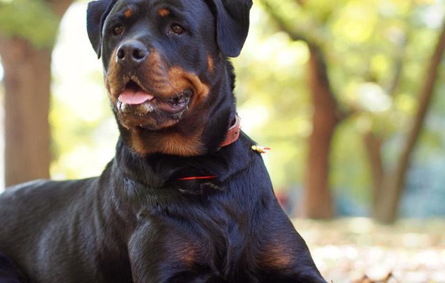 Ροτβάιλερ επιτέθηκε σε κοριτσάκι 20 μηνών