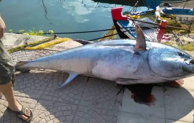 Ψαράς έπιασε τόνο 220 κιλών στην Κεφαλονιά
