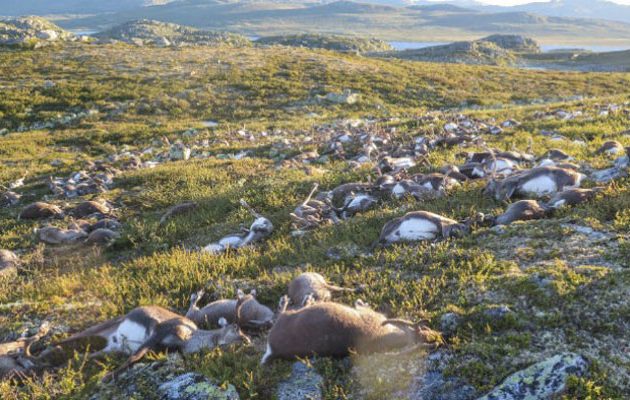 Φονικός κεραυνός σκότωσε 323 ταράνδους στη Νορβηγία
