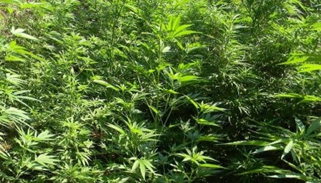 Χασισοφυτεία στα Κάτω Πατήσια (φωτο)
