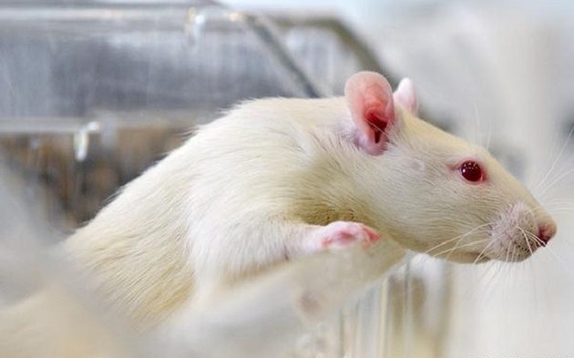 Ελλείψει σεξ οι αρουραίοι το ρίχνουν στα ναρκωτικά!